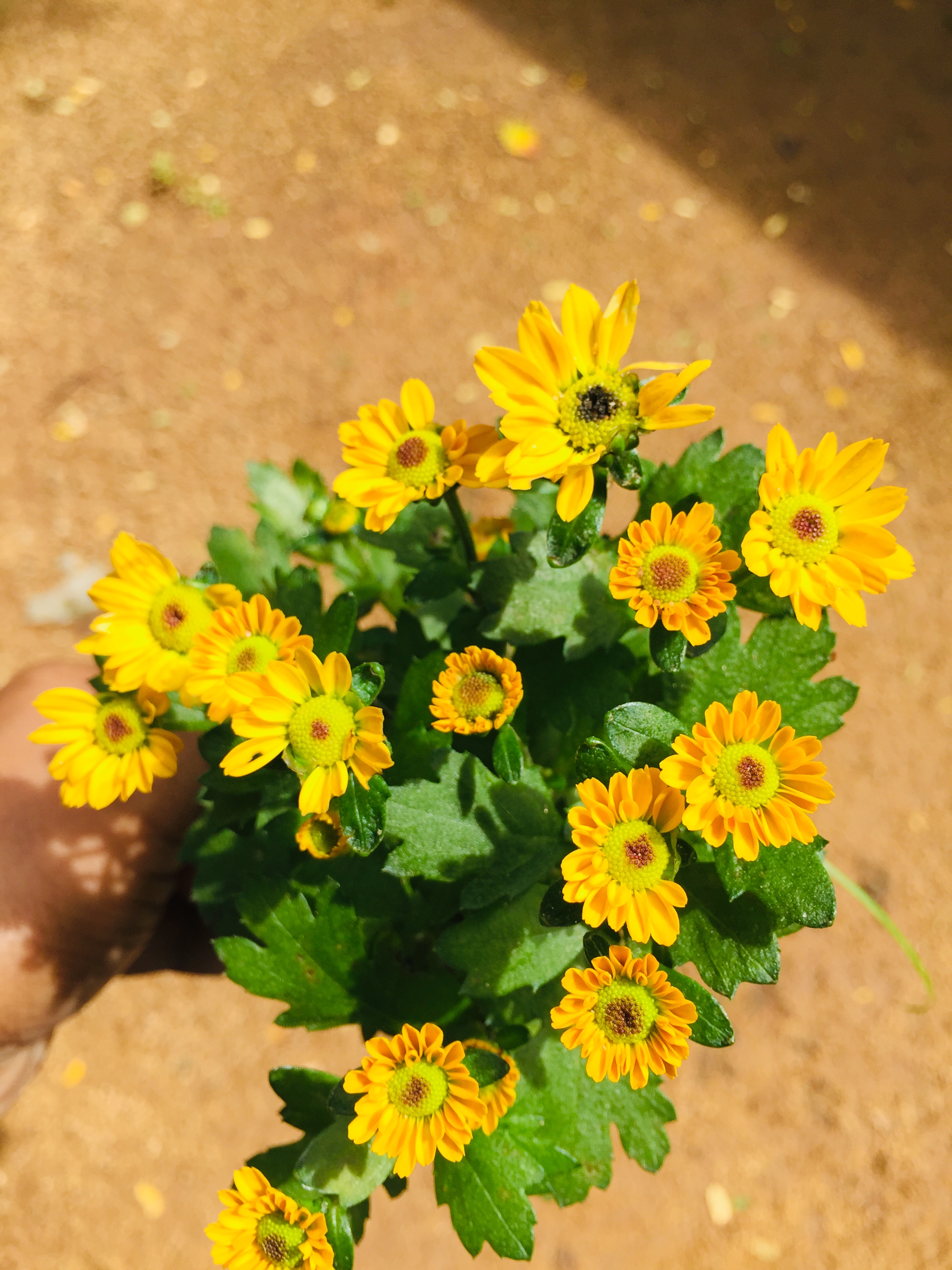Dulani