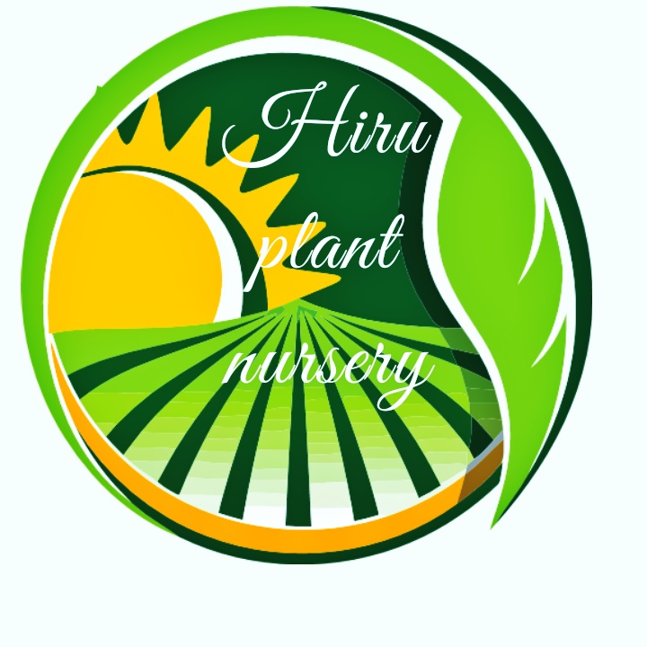 Hiru Plant Nursery
