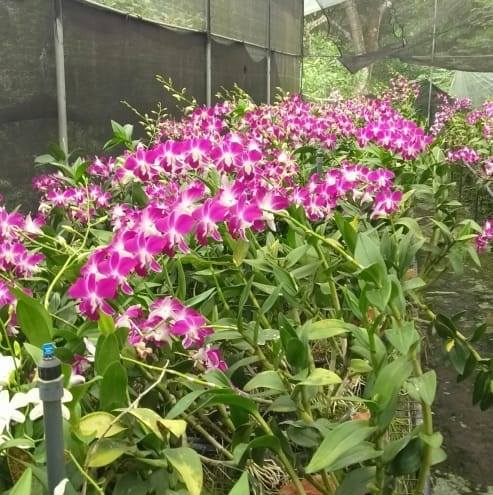 Horana Orchid
