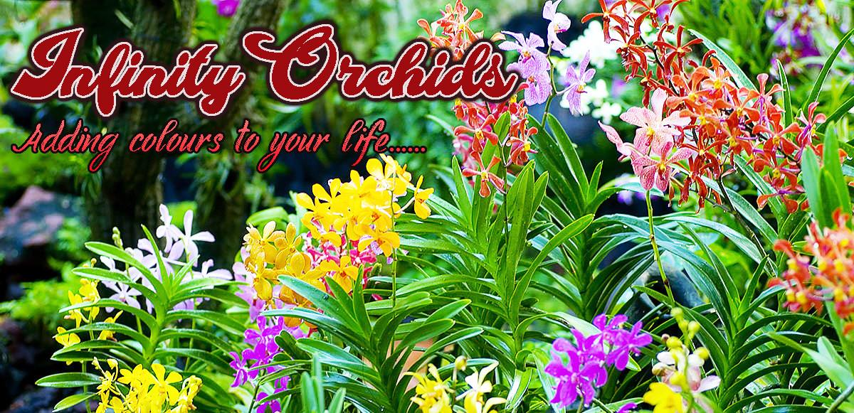Infinity Orchids