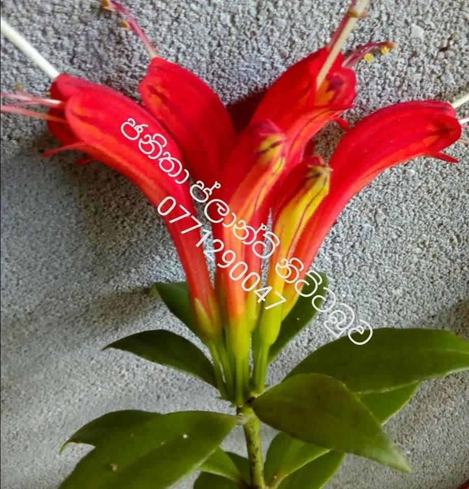 Janitha Plant