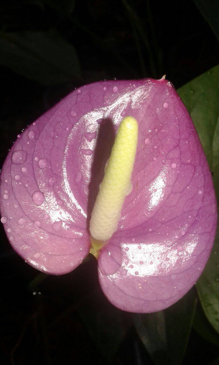 Kasuni Kosala