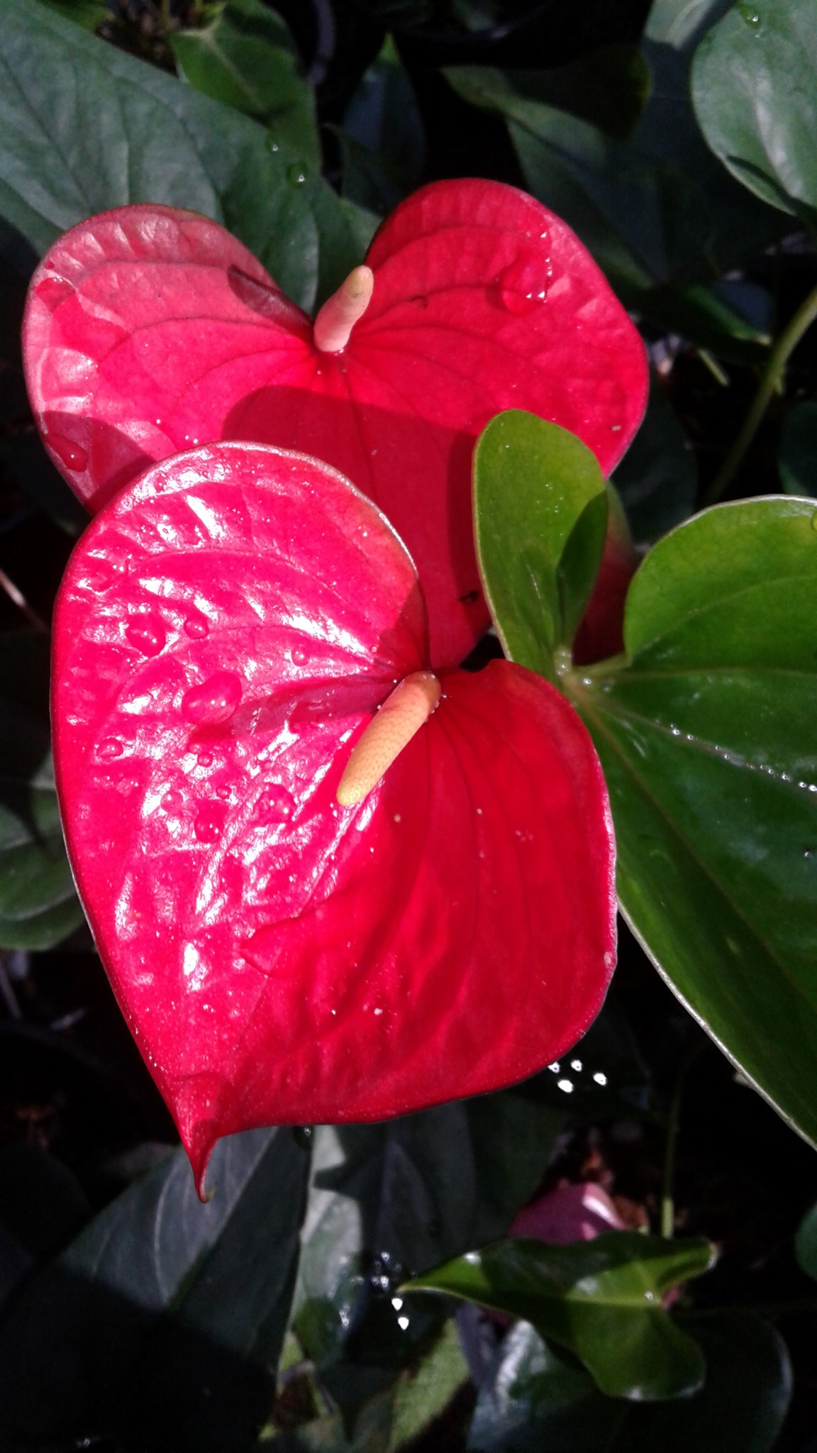Kaushalya Plants Nursery