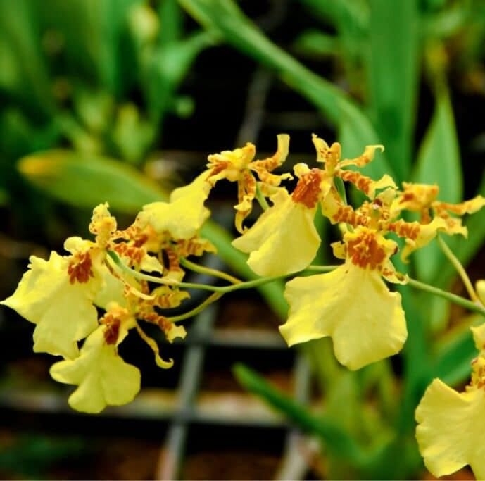 Kingdom Of Flowers