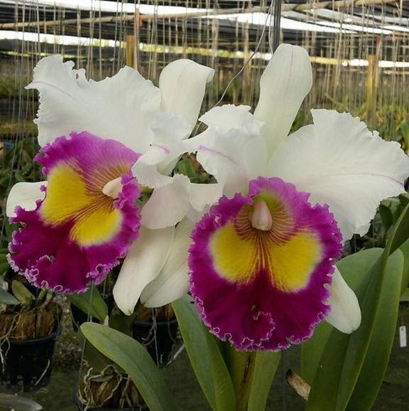 Kumudu Flora