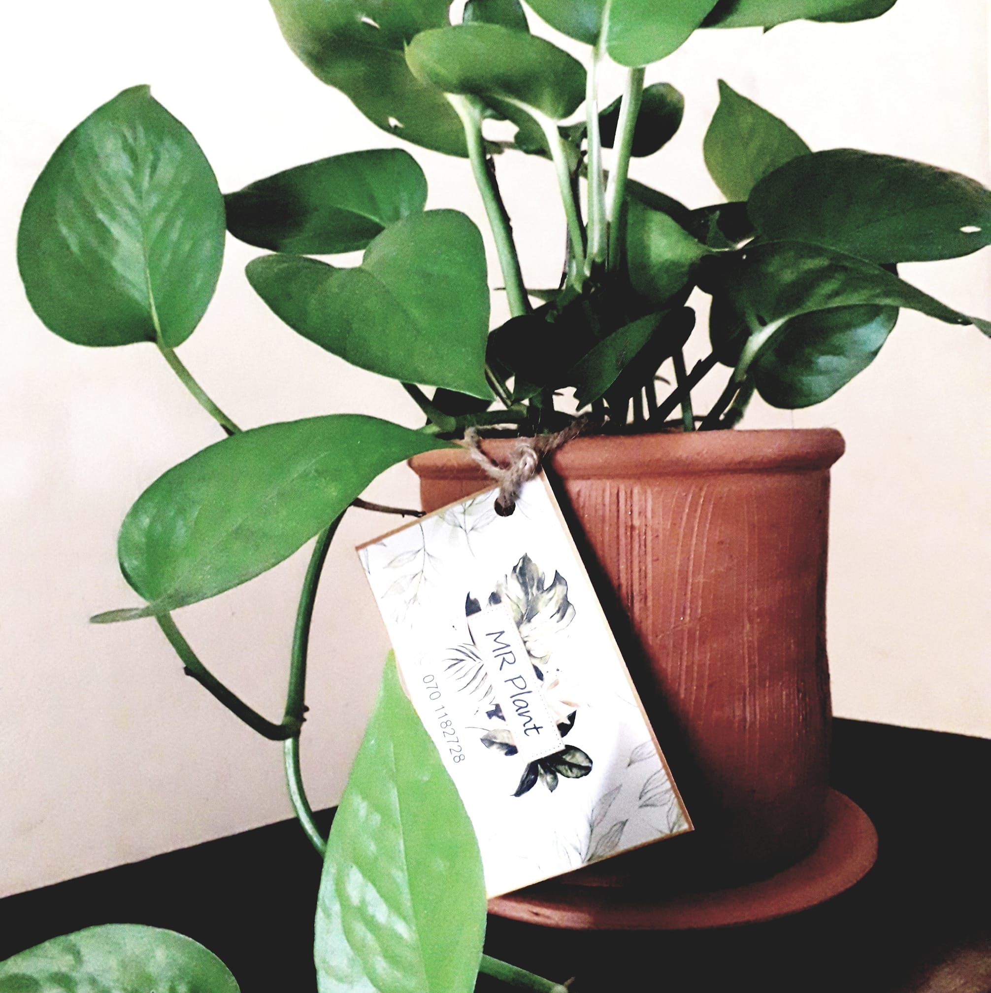 MR Gift Plants