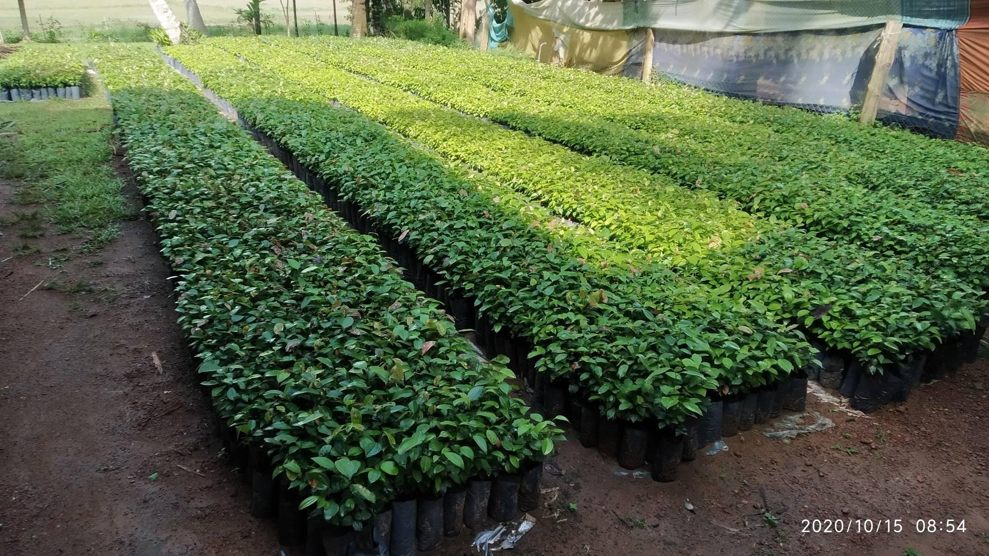 Madu Sada Pela Thawana