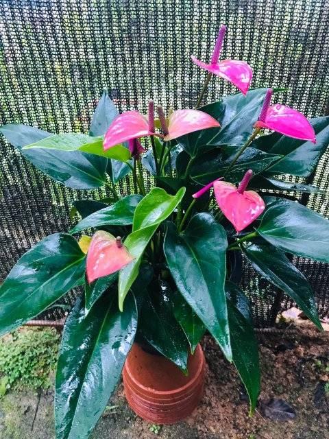 Malaraba Plants
