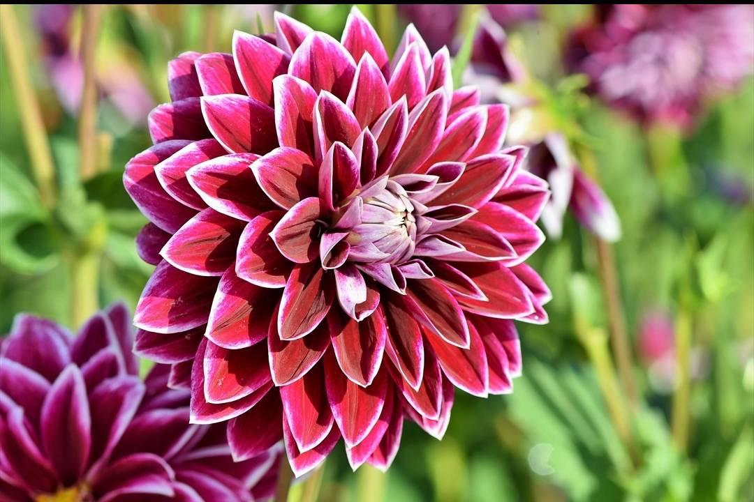My flower garden