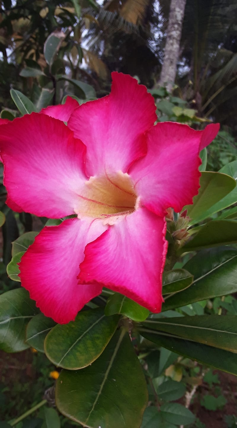 Nilanthi Plants