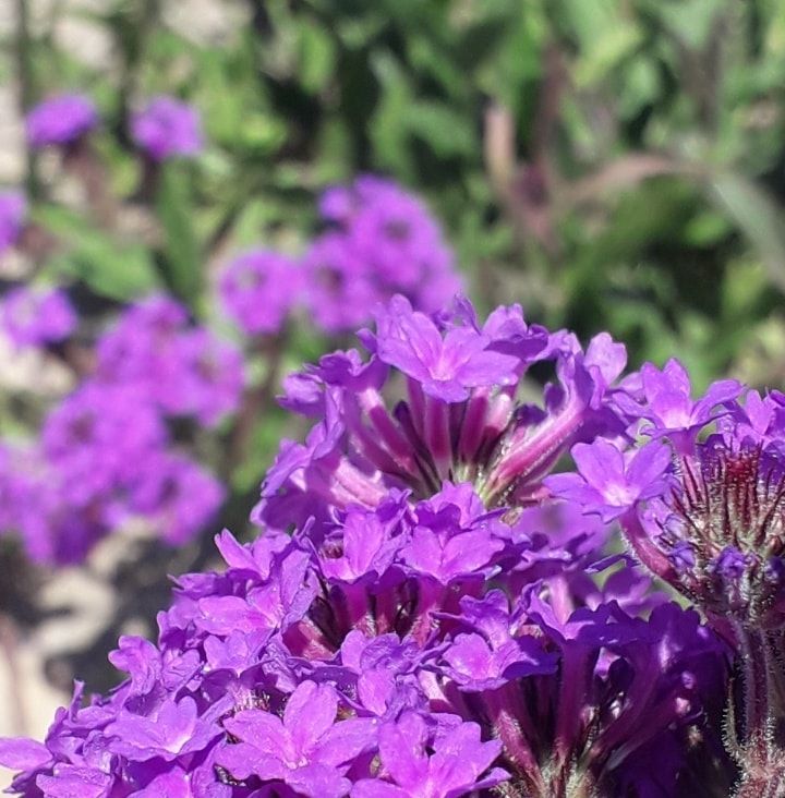 Nuwaraeliya Flowers