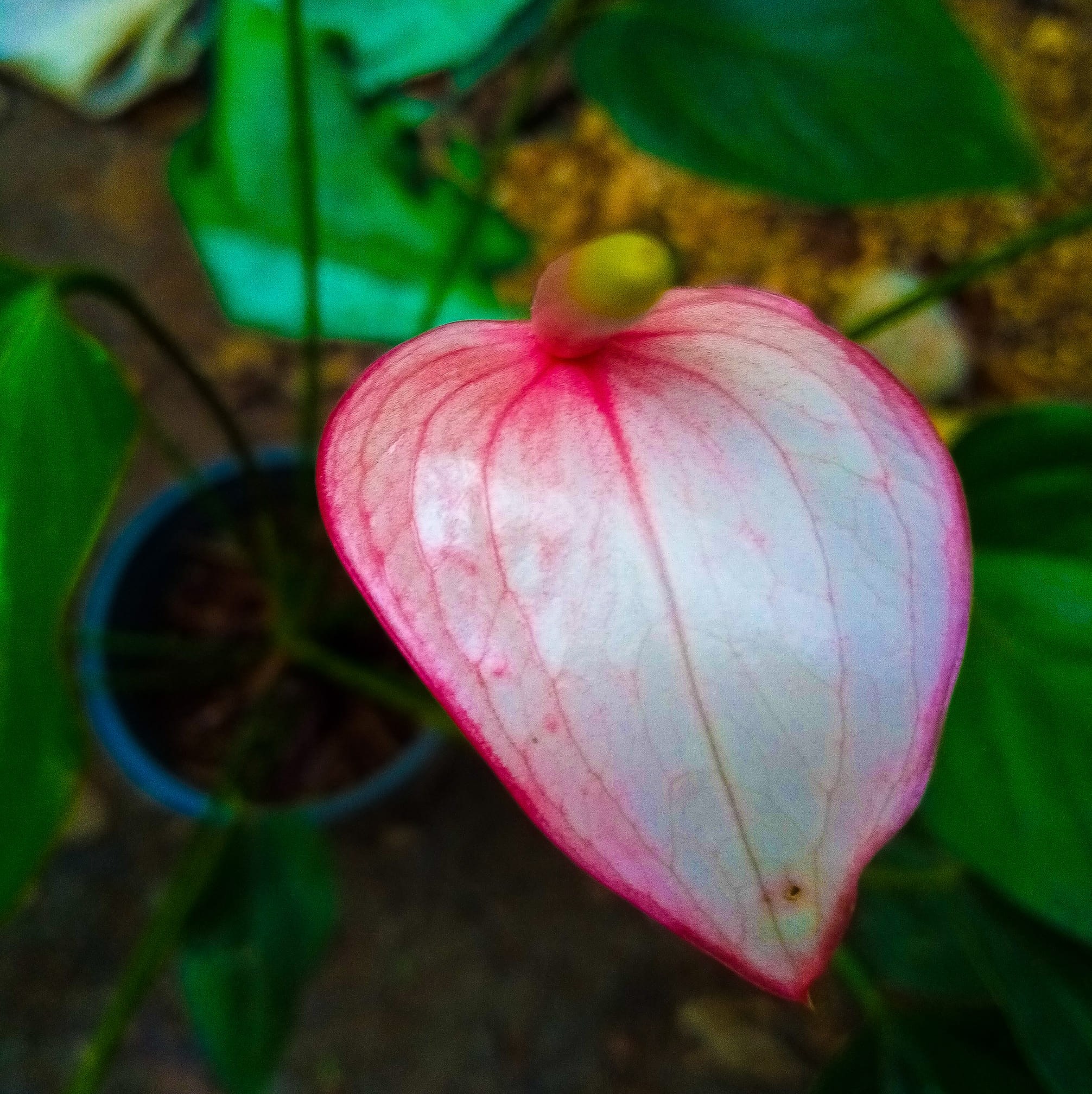 Pasindu Plant Nursery