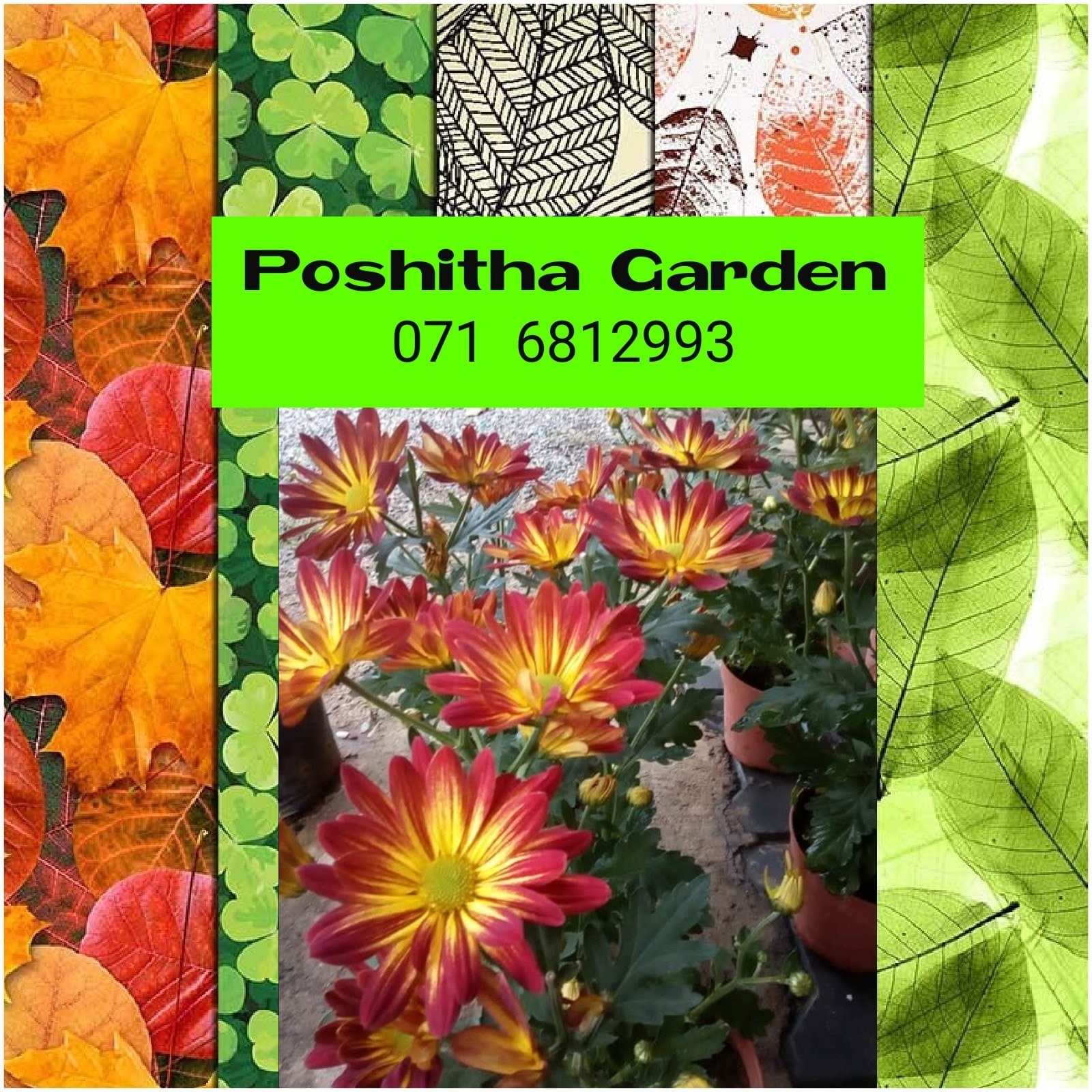 Poshitha Garden