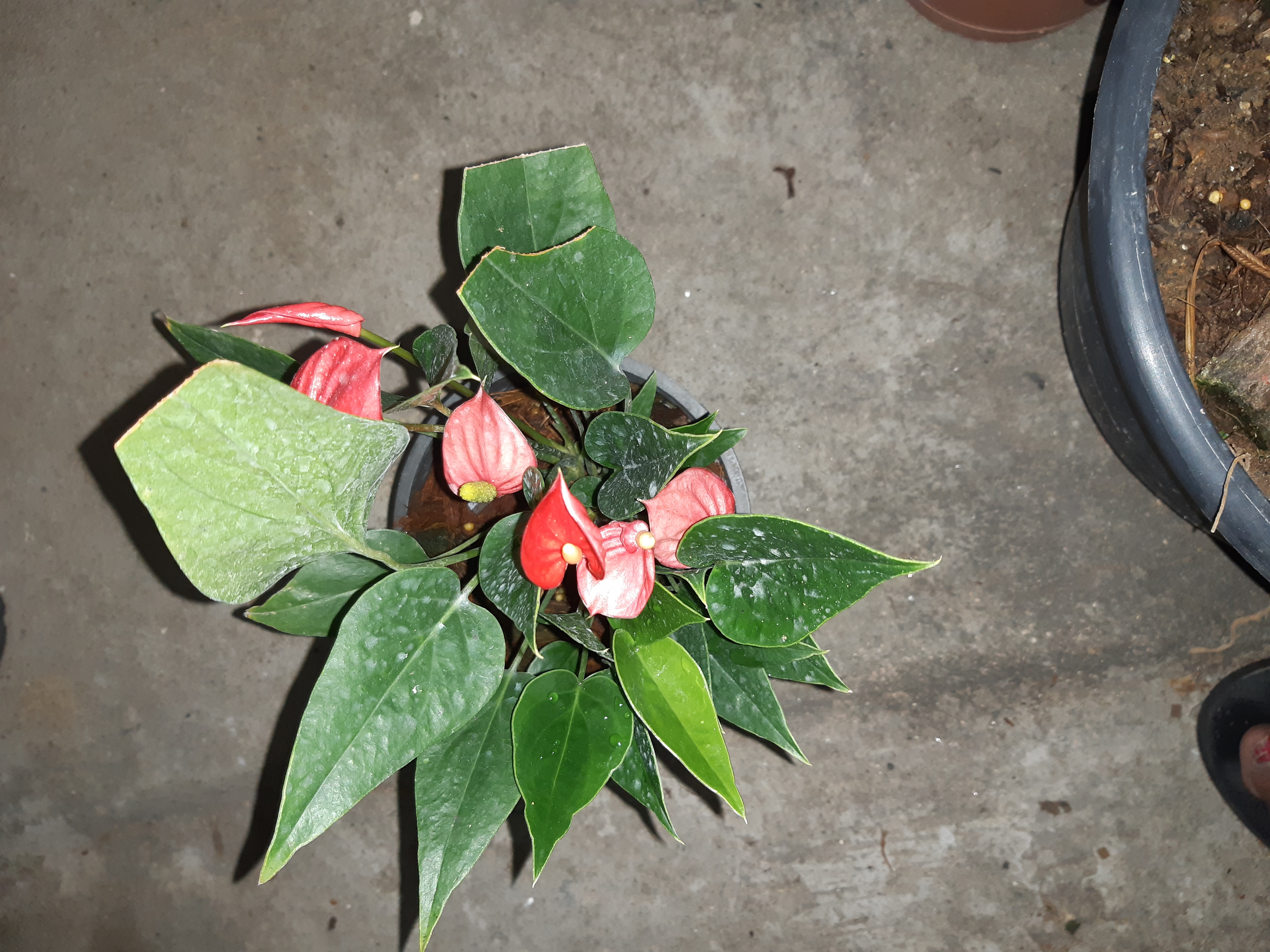 Chithrani Bandara 