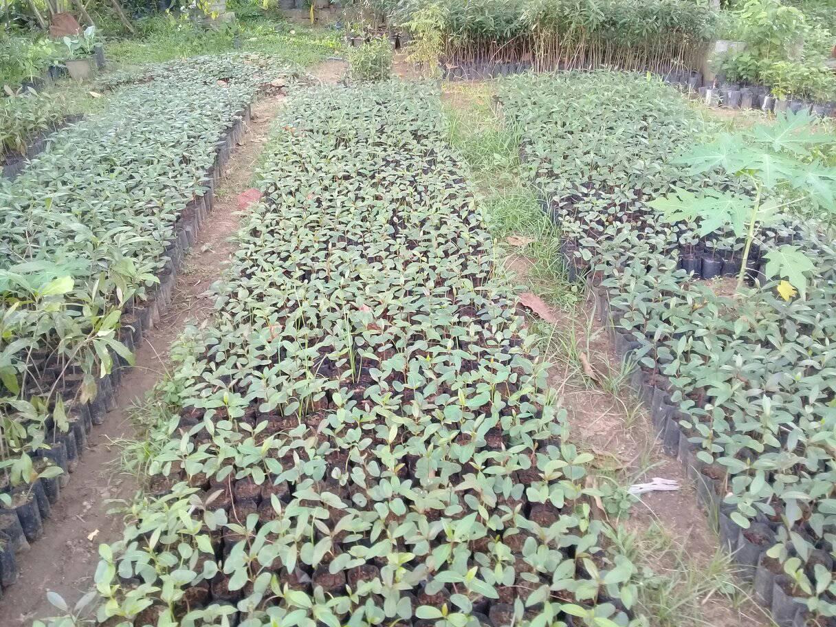 Rathna Pela Thawana