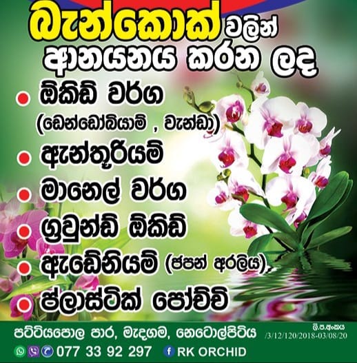 Rk Orchids