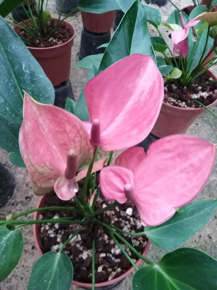 Sangeetha Priyangani