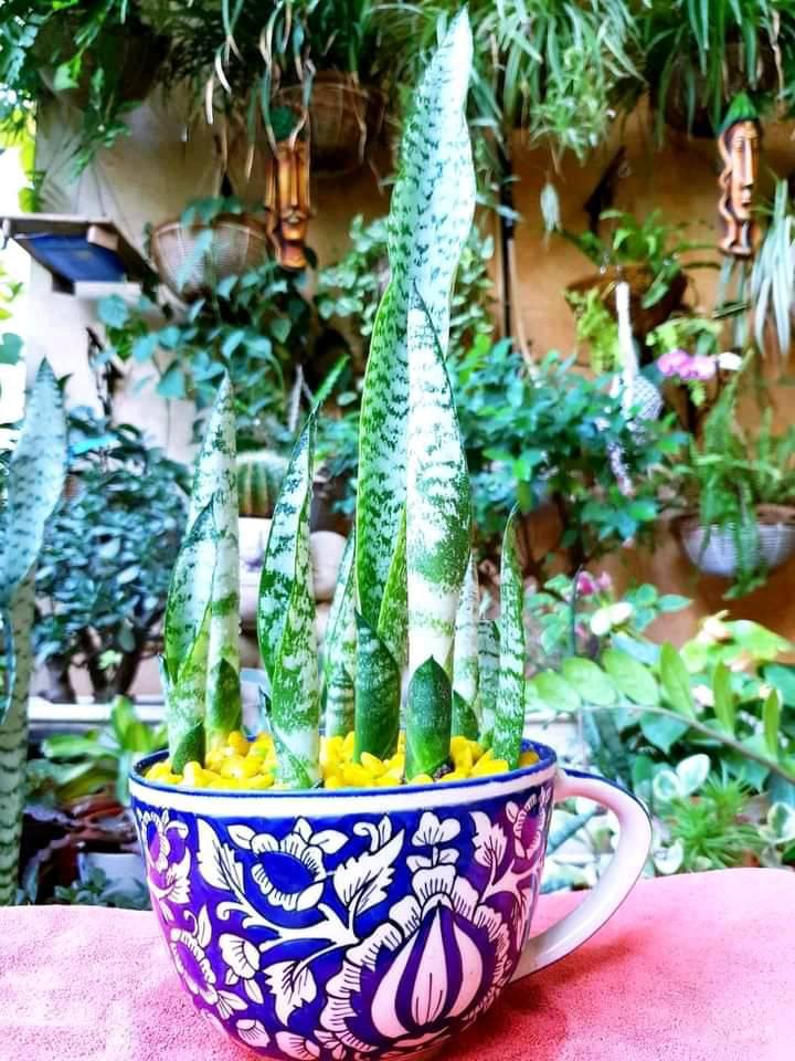 SansevieriaPlants