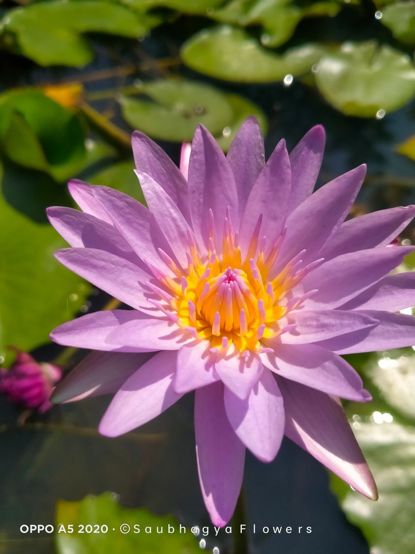 Saubhagya Flower Nursery