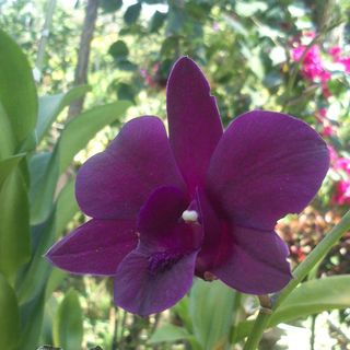 SayaniFlowers