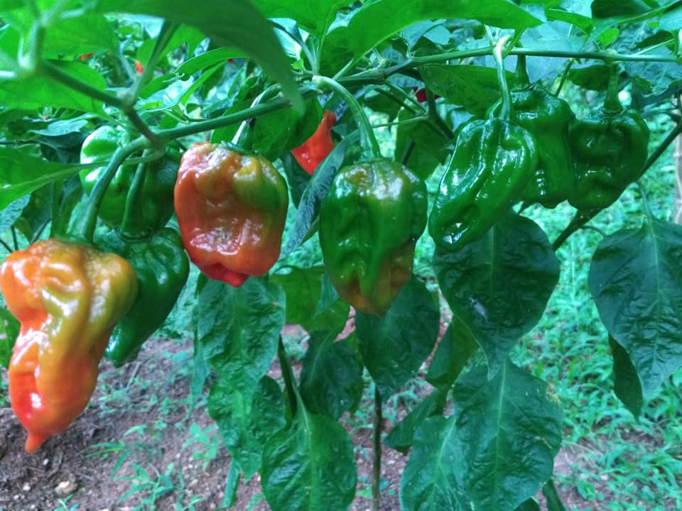 Scotch bonnet nimiris wagawa