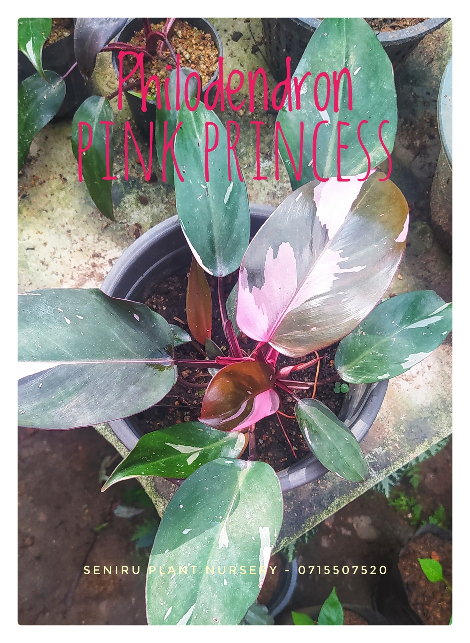 Seniru Plant Nursery