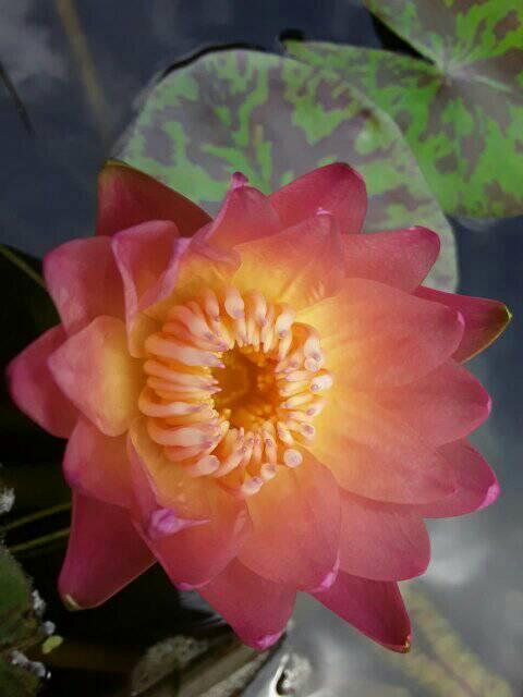 Sethmi Flowers