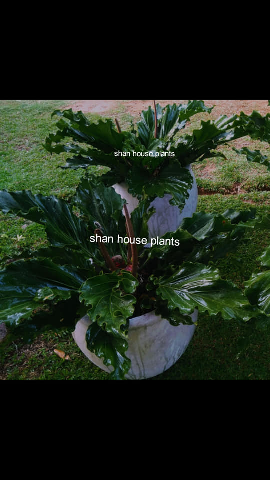 Shan house plants