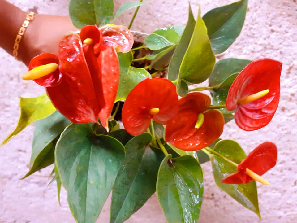 Shani Ranasingha