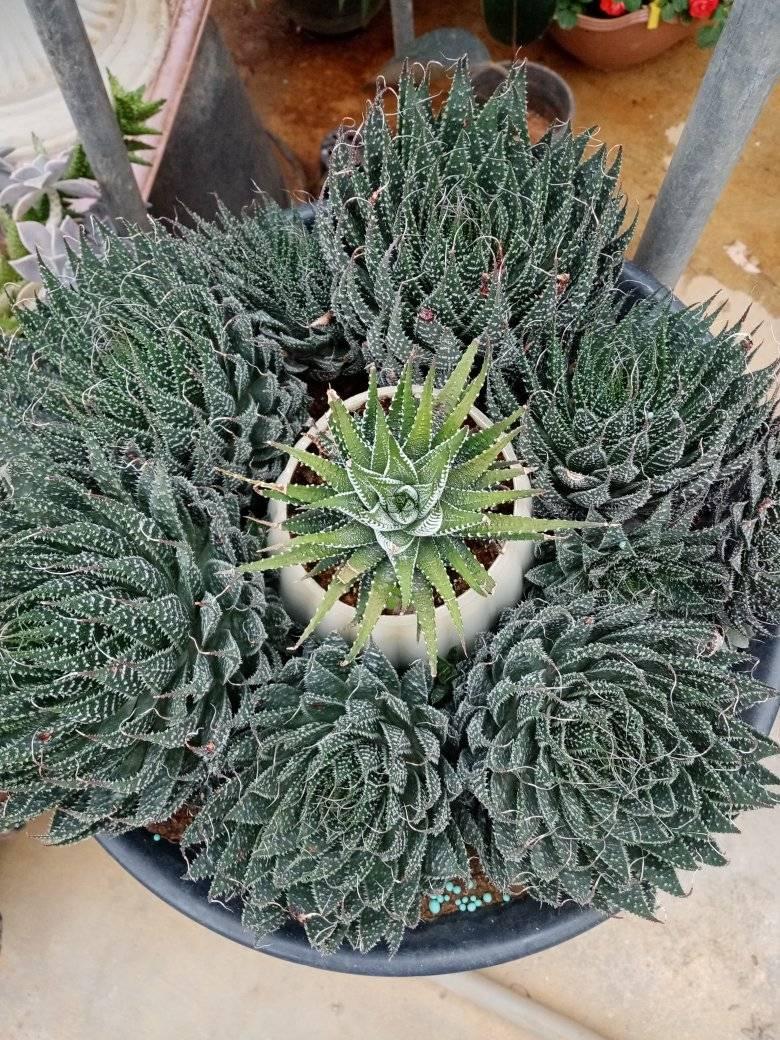 Shanu Plants Nursery