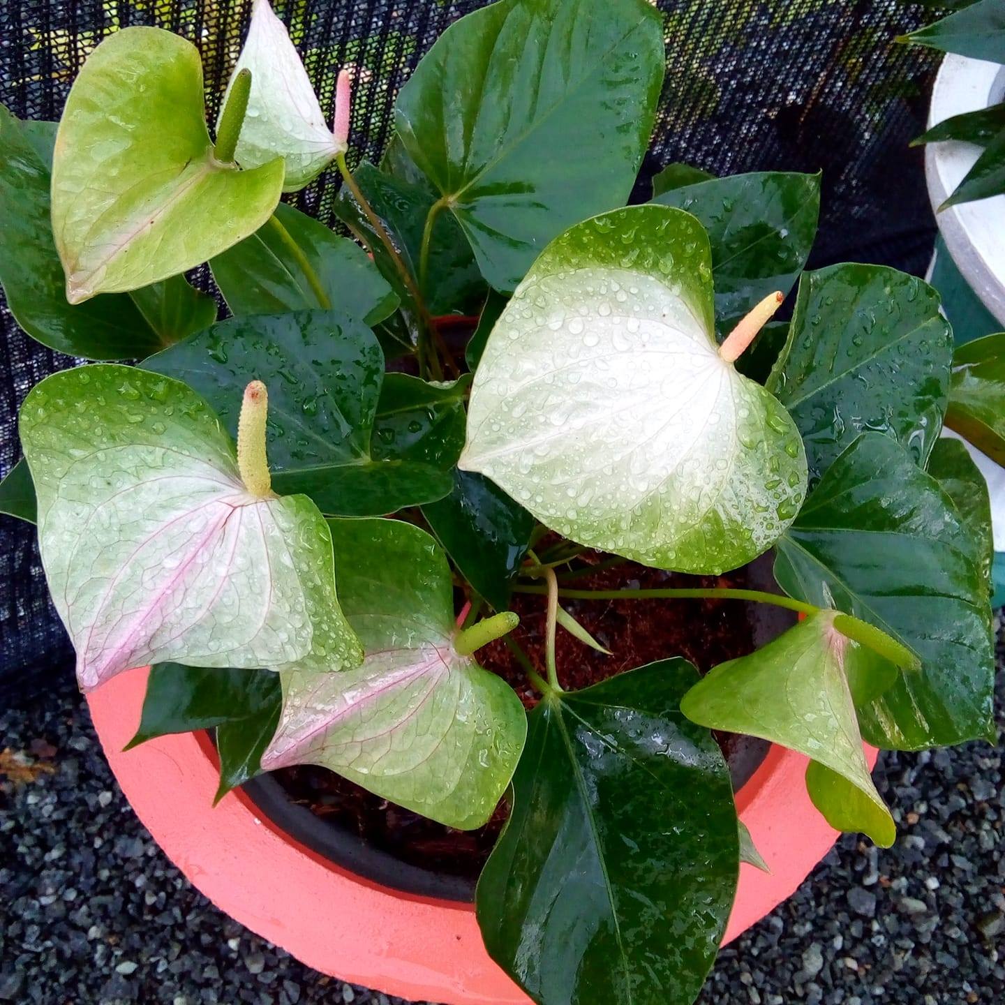 ShashiPlantNursery