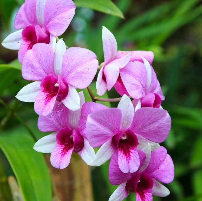 Shenu Flora