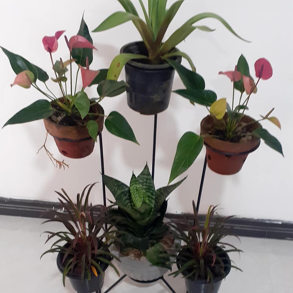  Sudarshana Sudarshana