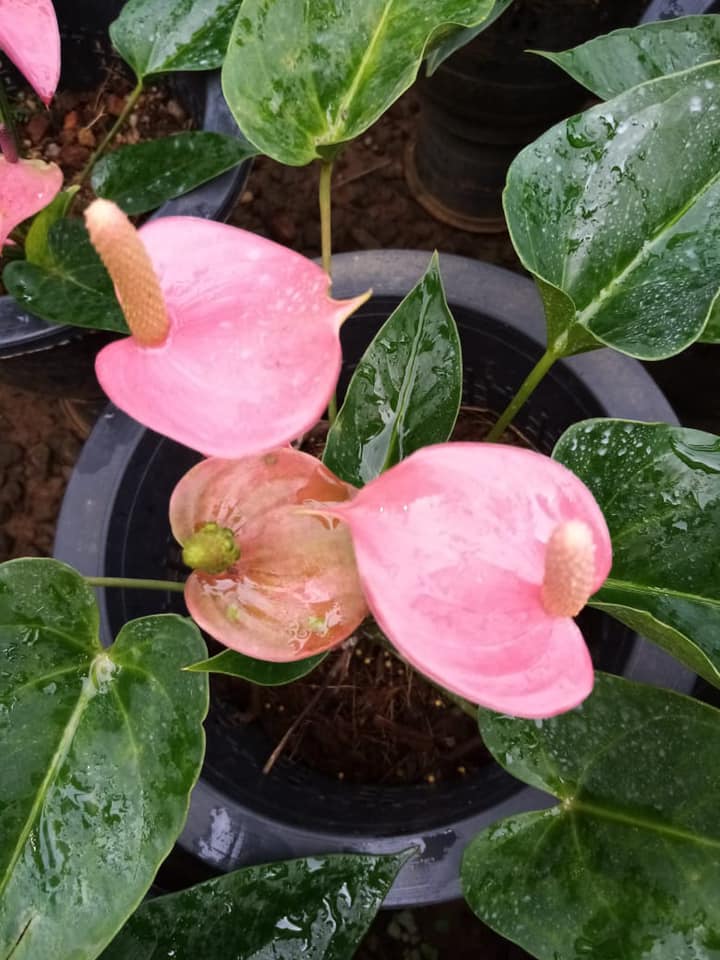 Suneetha Flora