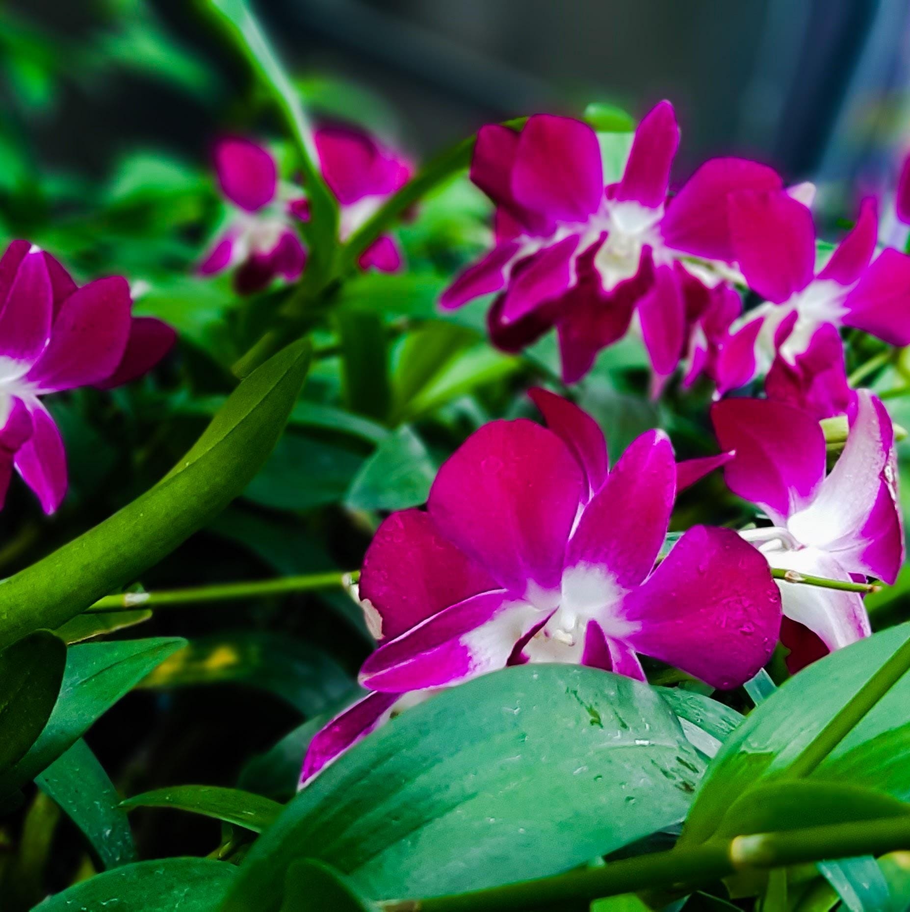 Super Shine Orchids Nursery