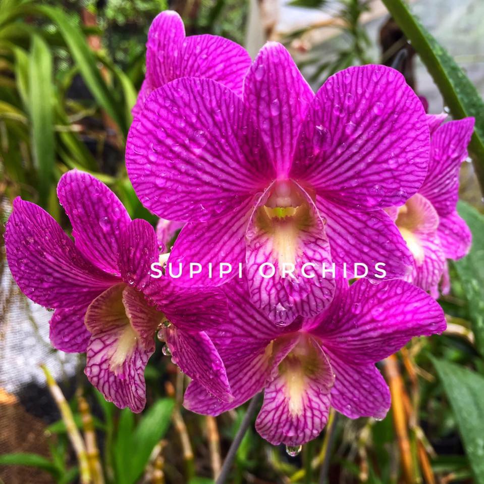 Supipi Orchid