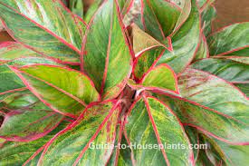 Supiri Plant Nursary Supiri