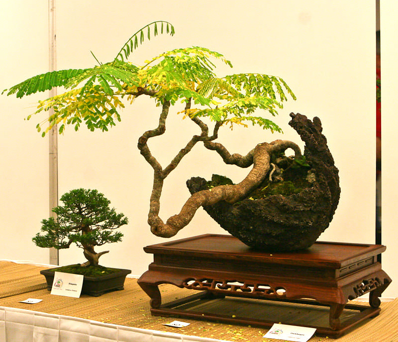 The bonsai man