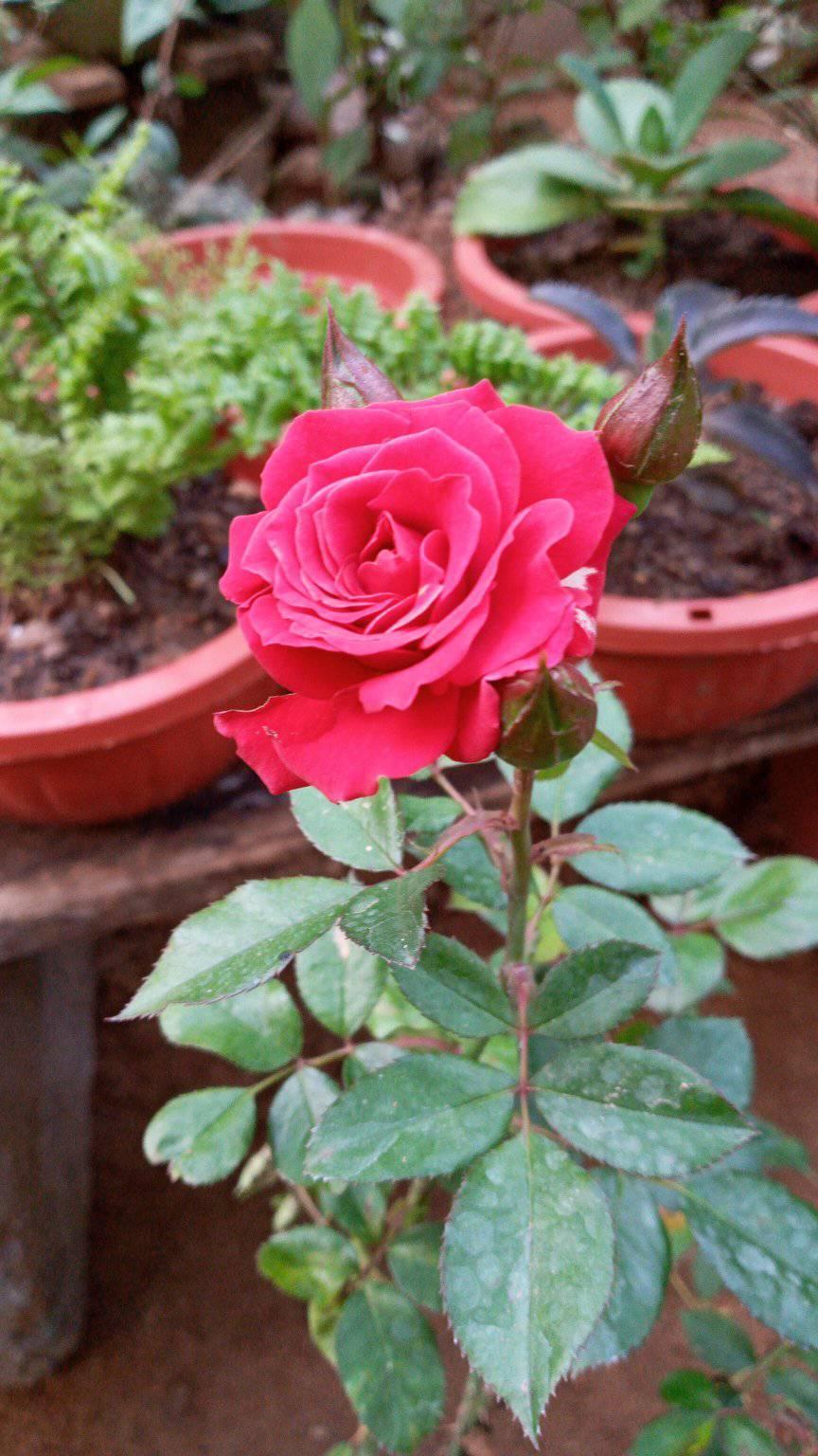 Thinara Plant House