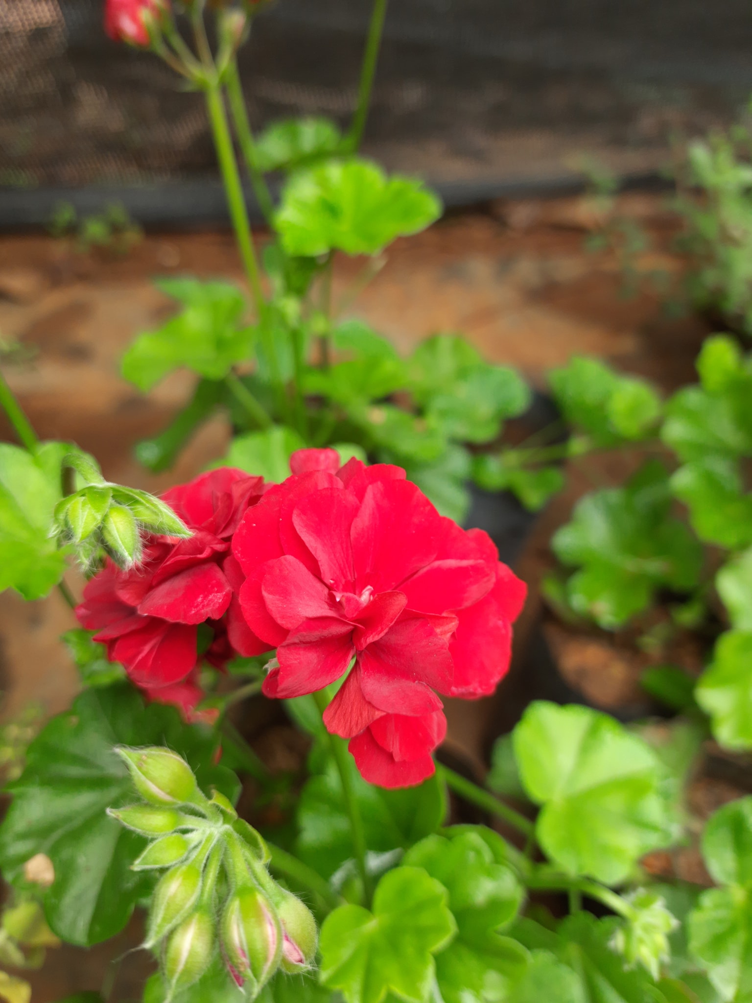Thinaya Flowers