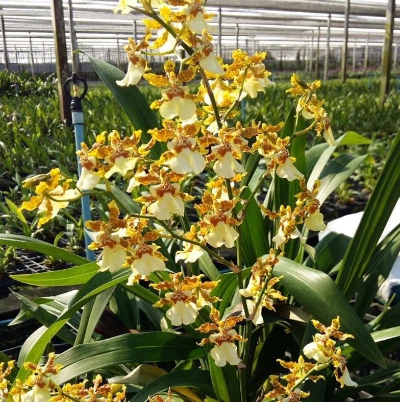 US Plant Nursery