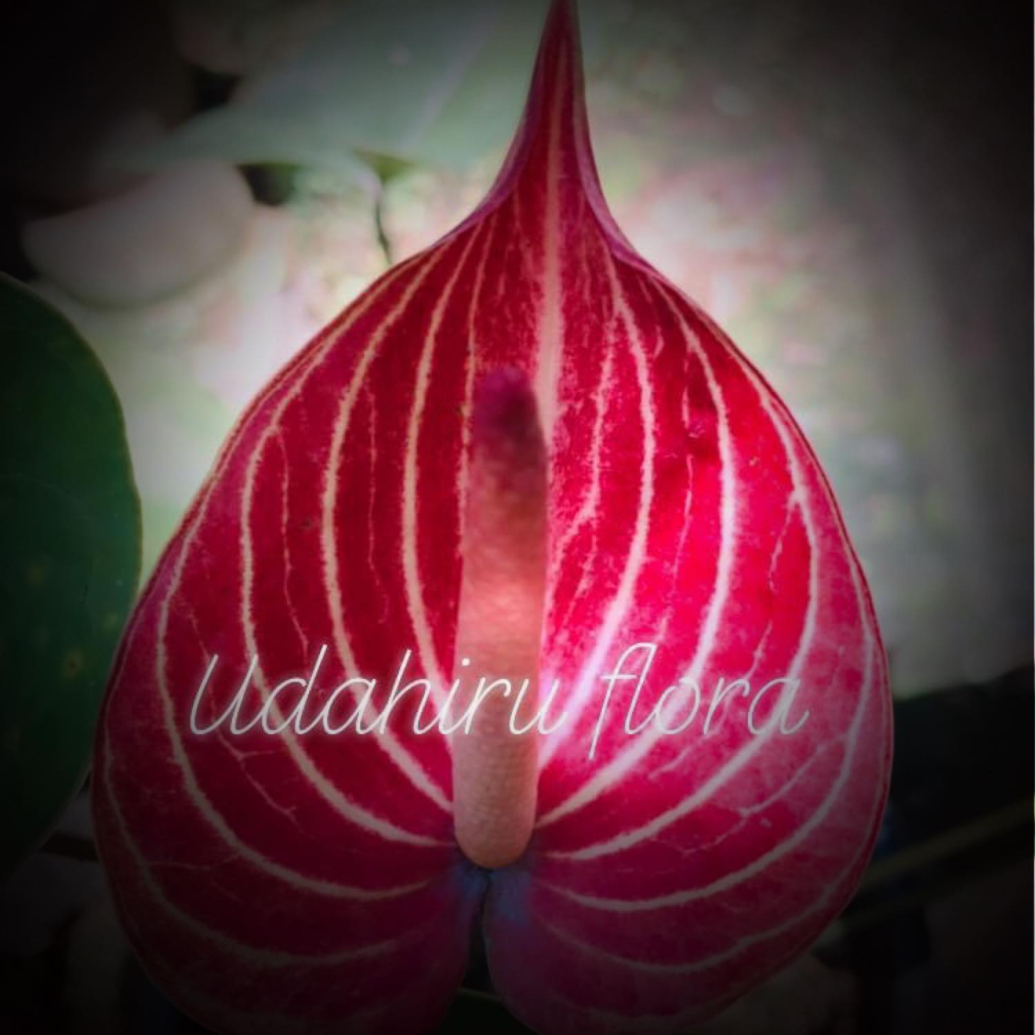 Udahiru Flora
