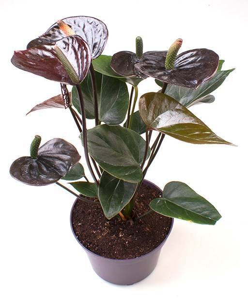 Veenas plant nursery
