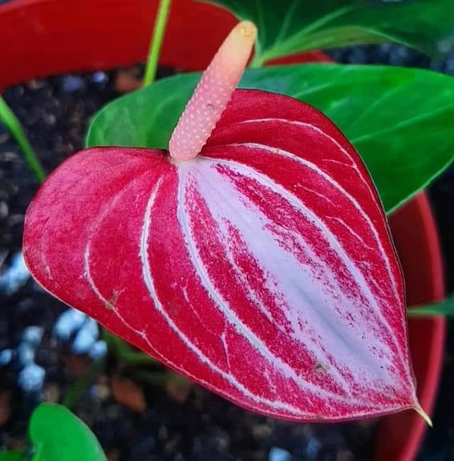 Vidu Anthurium House