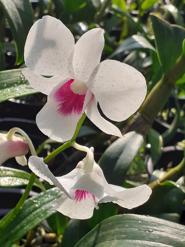 WK Orchids