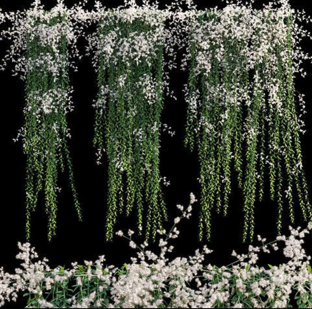 Warnawee Plants