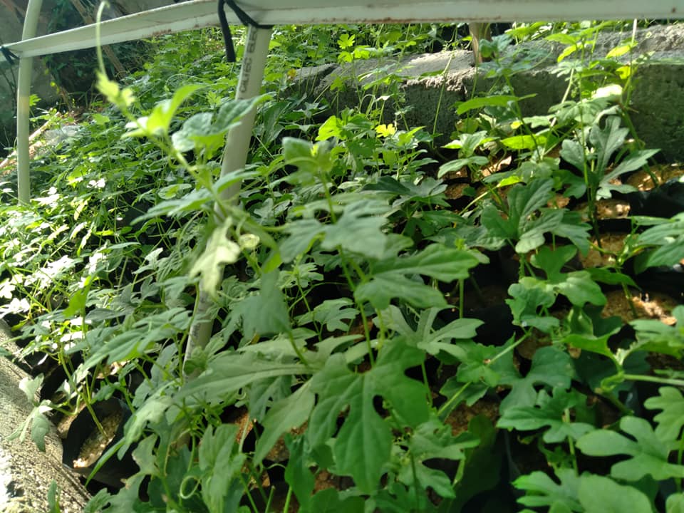 Weerasinghe Agro