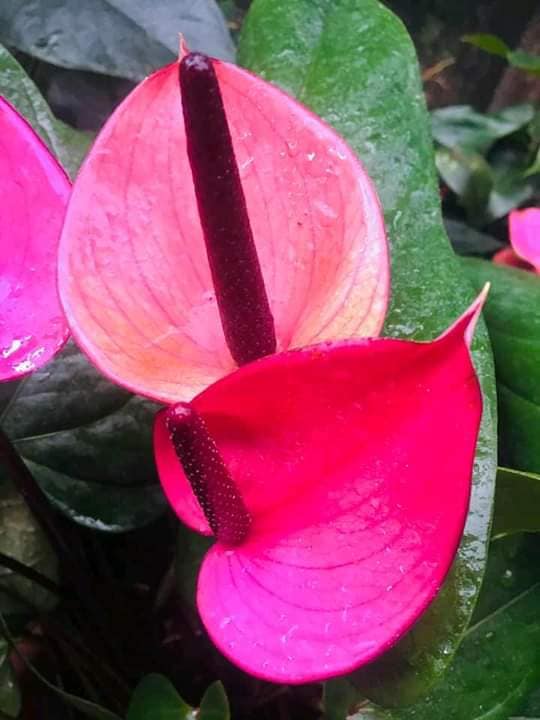 Yasi Plant Nursery
