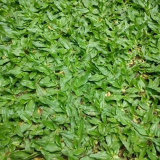 Kasun dulshan 