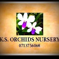 Ksorchid